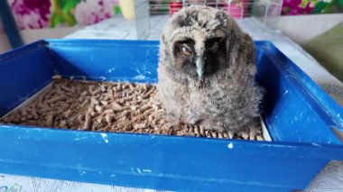 Uzun kulaklı baykuş yavrusu. Küçük baykuş. Baykuş piliç.