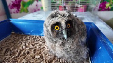 Uzun kulaklı baykuş yavrusu. Küçük baykuş. Baykuş piliç.