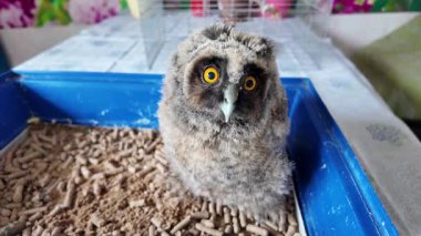 Uzun kulaklı baykuş yavrusu. Küçük baykuş. Baykuş piliç.