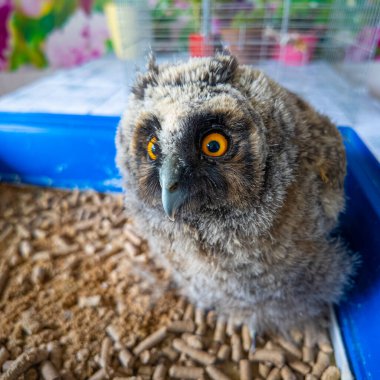 Uzun kulaklı baykuş yavrusu. Küçük baykuş. Baykuş piliç.