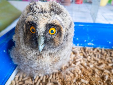 Uzun kulaklı baykuş yavrusu. Küçük baykuş. Baykuş piliç.