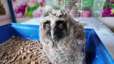 Uzun kulaklı baykuş yavrusu. Küçük baykuş. Baykuş piliç.