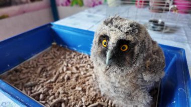 Uzun kulaklı baykuş yavrusu. Küçük baykuş. Baykuş piliç.