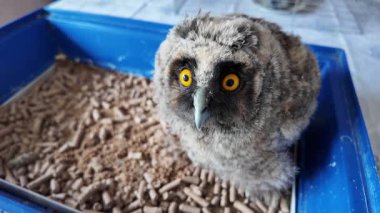 Uzun kulaklı baykuş yavrusu. Küçük baykuş. Baykuş piliç.