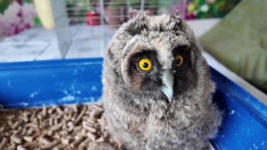 Uzun kulaklı baykuş yavrusu. Küçük baykuş. Baykuş piliç.