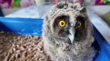 Uzun kulaklı baykuş yavrusu. Küçük baykuş. Baykuş piliç.