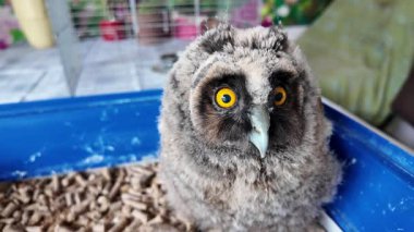 Uzun kulaklı baykuş yavrusu. Küçük baykuş. Baykuş piliç.