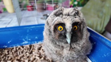 Uzun kulaklı baykuş yavrusu. Küçük baykuş. Baykuş piliç.