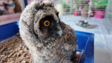 Uzun kulaklı baykuş yavrusu. Küçük baykuş. Baykuş piliç.