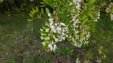 Akasya ağacı baharda çiçek açar. Dallardaki Akasya çiçekleri. Yüksek çözünürlüklü yavaş çekim videosu.
