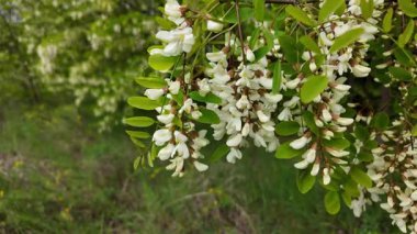 Akasya ağacı baharda çiçek açar. Dallardaki Akasya çiçekleri. Yüksek çözünürlüklü yavaş çekim videosu.