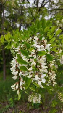 Akasya ağacı baharda çiçek açar. Dallardaki Akasya çiçekleri. Yüksek çözünürlüklü yavaş çekim videosu.