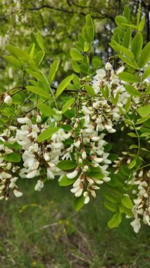 Akasya ağacı baharda çiçek açar. Dallardaki Akasya çiçekleri. Yüksek çözünürlüklü yavaş çekim videosu.