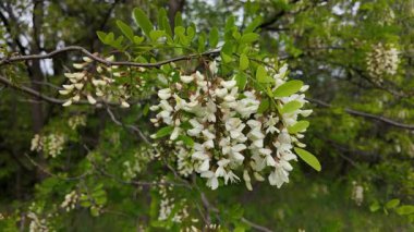 Akasya ağacı baharda çiçek açar. Dallardaki Akasya çiçekleri. Yüksek çözünürlüklü yavaş çekim videosu.