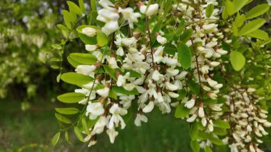 Akasya ağacı baharda çiçek açar. Dallardaki Akasya çiçekleri. Yüksek çözünürlüklü yavaş çekim videosu.