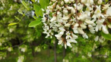 Akasya ağacı baharda çiçek açar. Dallardaki Akasya çiçekleri. Yüksek çözünürlüklü yavaş çekim videosu.