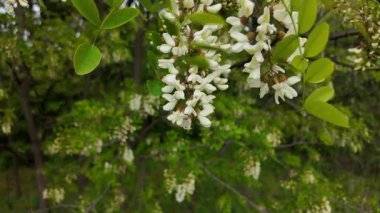 Akasya ağacı baharda çiçek açar. Dallardaki Akasya çiçekleri. Yüksek çözünürlüklü yavaş çekim videosu.