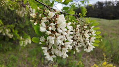 Akasya ağacı baharda çiçek açar. Dallardaki Akasya çiçekleri. Yüksek çözünürlüklü yavaş çekim videosu.