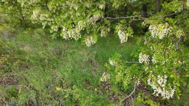 Akasya ağacı baharda çiçek açar. Dallardaki Akasya çiçekleri. Yüksek çözünürlüklü yavaş çekim videosu.