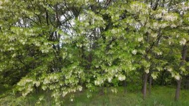 Akasya ağacı baharda çiçek açar. Dallardaki Akasya çiçekleri. Yüksek çözünürlüklü yavaş çekim videosu.