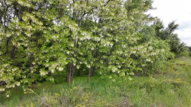 Akasya ağacı baharda çiçek açar. Dallardaki Akasya çiçekleri. Yüksek çözünürlüklü yavaş çekim videosu.