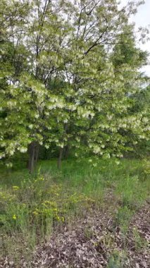 Akasya ağacı baharda çiçek açar. Dallardaki Akasya çiçekleri. Yüksek çözünürlüklü yavaş çekim videosu.