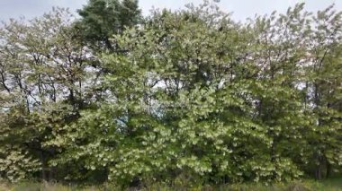 Akasya ağacı baharda çiçek açar. Dallardaki Akasya çiçekleri. Yüksek çözünürlüklü yavaş çekim videosu.