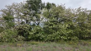 Akasya ağacı baharda çiçek açar. Dallardaki Akasya çiçekleri. Yüksek çözünürlüklü yavaş çekim videosu.