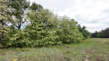 Akasya ağacı baharda çiçek açar. Dallardaki Akasya çiçekleri. Yüksek çözünürlüklü yavaş çekim videosu.