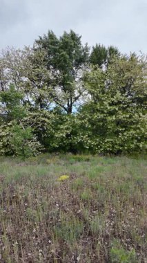 Akasya ağacı baharda çiçek açar. Dallardaki Akasya çiçekleri. Yüksek çözünürlüklü yavaş çekim videosu.