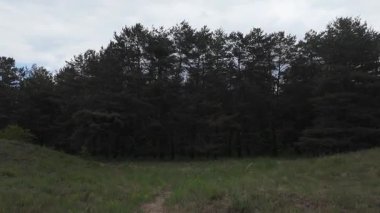 Ormanda zaman yürüyüşü. Zaman büküm ormanı. Ormanda hız video yolu. Ormanla zaman geçiyor. Doğada hızlı video yürüyüşü.