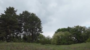 Ormanda zaman yürüyüşü. Zaman büküm ormanı. Ormanda hız video yolu. Ormanla zaman geçiyor. Doğada hızlı video yürüyüşü.