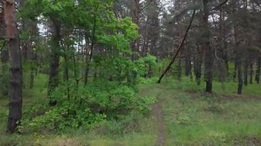 Ormanda zaman yürüyüşü. Zaman büküm ormanı. Ormanda hız video yolu. Ormanla zaman geçiyor. Doğada hızlı video yürüyüşü.