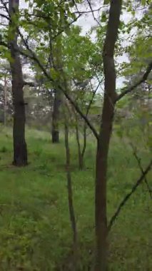 Ormanda zaman yürüyüşü. Zaman büküm ormanı. Ormanda hız video yolu. Ormanla zaman geçiyor. Doğada hızlı video yürüyüşü.