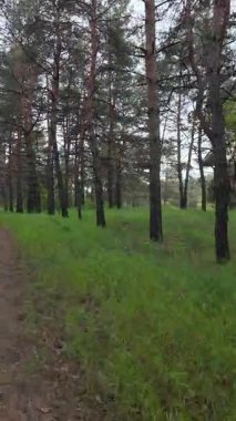 Ormanda zaman yürüyüşü. Zaman büküm ormanı. Ormanda hız video yolu. Ormanla zaman geçiyor. Doğada hızlı video yürüyüşü.