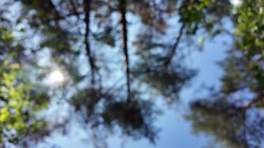 Gökyüzü ve ormanla bulanık bir arka plan. Soyut doğa geçmişi. Ormandaki bulanık video. Gökyüzüne karşı uzun ağaçlar. Ormanda yavaş çekim videosu.