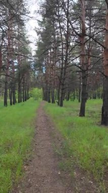 Bulanık arkaplan, gökyüzü ve nehir. Soyut doğa geçmişi. Nehir kıyısında bulanık bir video. Gökyüzüne karşı uzun ağaçlar. Ormanda yavaş çekim videosu. Kum ve nehir. Suyun üzerindeki bulutlu gökyüzü.