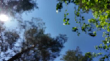 Gökyüzü ve ormanla bulanık bir arka plan. Soyut doğa geçmişi. Ormandaki bulanık video. Gökyüzüne karşı uzun ağaçlar. Ormanda yavaş çekim videosu.