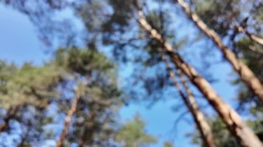 Gökyüzü ve ormanla bulanık bir arka plan. Soyut doğa geçmişi. Ormandaki bulanık video. Gökyüzüne karşı uzun ağaçlar. Ormanda yavaş çekim videosu.