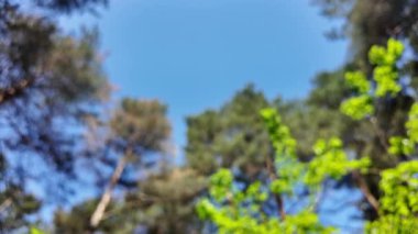 Gökyüzü ve ormanla bulanık bir arka plan. Soyut doğa geçmişi. Ormandaki bulanık video. Gökyüzüne karşı uzun ağaçlar. Ormanda yavaş çekim videosu.