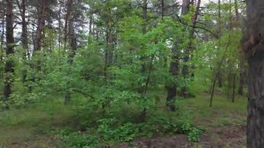 Ormanda zaman yürüyüşü. Zaman büküm ormanı. Ormanda hız video yolu. Ormanla zaman geçiyor. Doğada hızlı video yürüyüşü.