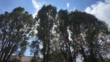 Güneş uzun ağaçların arasından geçiyor. Uzun yeşil kavak. Yavaş çekim videosu.