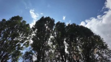 Güneş uzun ağaçların arasından geçiyor. Uzun yeşil kavak. Yavaş çekim videosu.