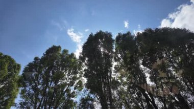 Güneş uzun ağaçların arasından geçiyor. Uzun yeşil kavak. Yavaş çekim videosu.