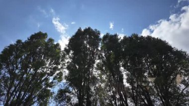 Güneş uzun ağaçların arasından geçiyor. Uzun yeşil kavak. Yavaş çekim videosu.