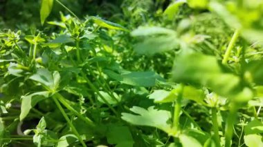 Rüzgarda yavaş hareket eden çimenler. Rüzgarda sallanan yeşil otlar.