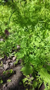 Rüzgarda yavaş hareket eden çimenler. Rüzgarda sallanan yeşil otlar.