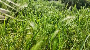 Rüzgarda yavaş hareket eden çimenler. Rüzgarda sallanan yeşil otlar.