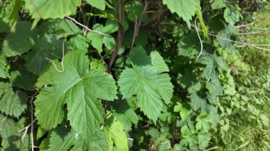 Ağır çekimde sarmaşık yaprakları. yeşil sarmaşık sapları ve yaprakları. Sıçrama. Hedera sarmal yeşil dalgalanma.