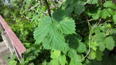 Ağır çekimde sarmaşık yaprakları. yeşil sarmaşık sapları ve yaprakları. Sıçrama. Hedera sarmal yeşil dalgalanma.